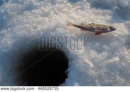 Frozen Small Perch On Snow Ice. Catch Caught During Winter Fishing. River Perch Or Common Perch Perc
