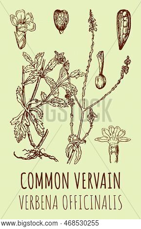 Vector Drawings Of Common Vervain. Hand Drawn Illustration. Latin Name Verbena Officinalis.