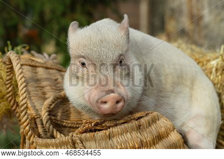 A White Mini Pig Sits In A Wicker Basket. Autumn Photo