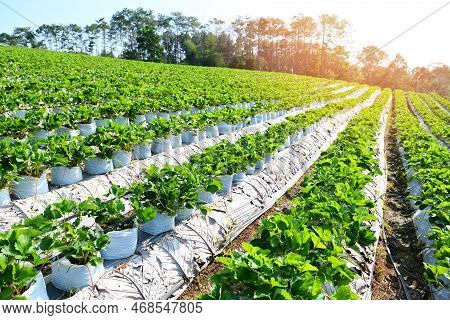 Green Strawberry Field With Sunlight, Strawberry Plant Farm In Pot, Strawberry Field For Harvest Str