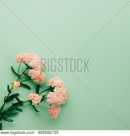 Pink Yarrow Flowers On Green Pastel Background. Flat Lay, Top View Layout With Empty Copy Space.
