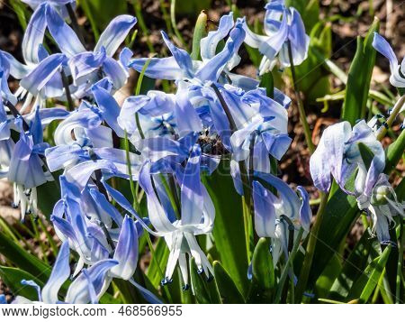 Close-up Shot Of The Ornamental Plant - Scilla Rosenii Bearing Racemes Of Star-shaped, Very Pale Blu