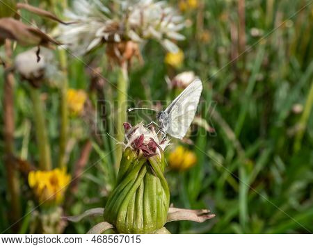 Close-up Shot Of The Wood White Butterfly (leptidea Sinapis / Juvernica) On A Plant In Summer. The B