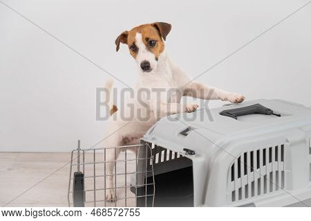 Jack Russell Terrier Dog Put His Paws On A Travel Box.