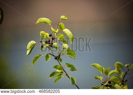 Branch Of Common Buckthorn Rhamnus Cathartica Tree In Autumn. Beautiful Bright View Of Black Berries