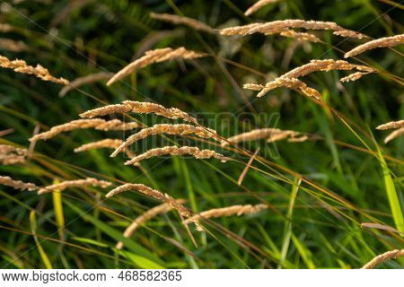 Beautiful Soft Focused Grasses And Seidges On Beautiful Sunny Day. Spikelet Flowers Wild Meadow Plan