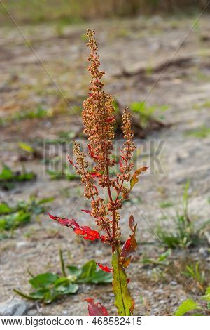 Part Of A Sorrel Bush Rumex Confertus Growing In The Wild With Dry Seeds On The Stem.