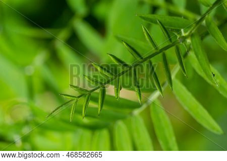 Bush Vetch Vicia Sepium. Leaf Closeup. In A Natural Environment, Blurry Background.