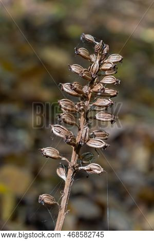Bird's-nest Orchid Neottia Nidus-avis, Heterotrophic Orchid. In The Forest, Close-up.