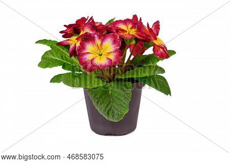 Pink And Yellow 'primula Acaulis' (botanic Name) Primrose Flowers In Pot On White Background