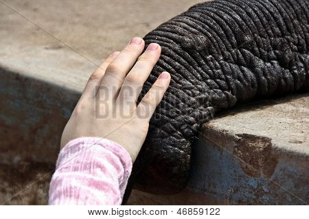 Tusk indických Elefant v táboře