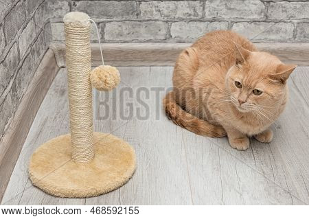 Domestic Cat Sits Near The Scratching Post. Pole Shaped Scratching Post. Cat Near The Scratching Pos