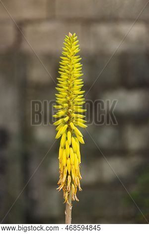 Aloe Vera Yellow Flower In Bloom Fireworks Lookalike Shape Colorful