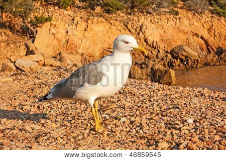 Lesser Black-backed Gull