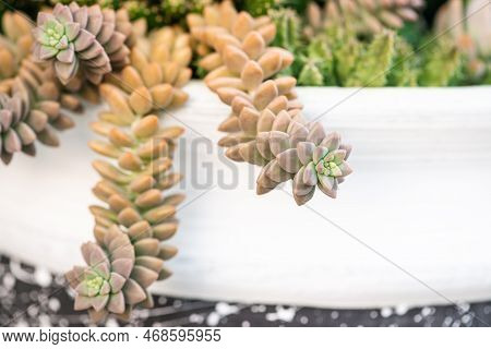 Sedum Adolphii Flowerpot Hanging Warm Glow Golden Hour Close Up Grapelike Rosette Shaped Fastgrowing