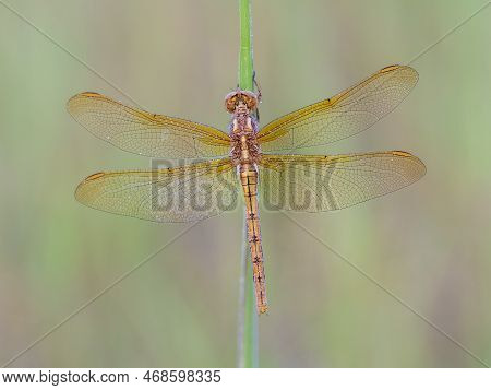 Beautiful Nature Scene With Keeled Skimmer (orthetrum Coerulescens). Macro Shot Of Keeled Skimmer (o