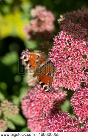 A Peacock Butterfly Is Eating On A Pink Sedum Flower - Hare Cabbage. A Flowerbed With Flowers Pollin