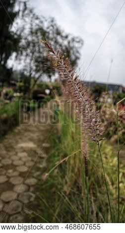 Pennisetum Alopecuroides Hameln Niedriges Lampenputzergras Ornamental Grasses Flower.
