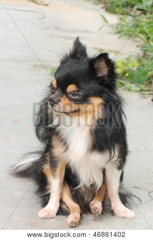 Pitkä takki Chihuahua