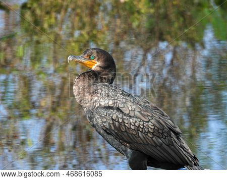 Double-crested Cormorant In The Lake Apopka Wildlife Refuge