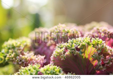 Listy s Bokeh