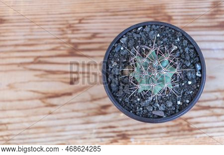 The Ferocactus Emoryi: A Stunning Shot Of A Cactus With Intriguing Thorns On A Wooden Background.
