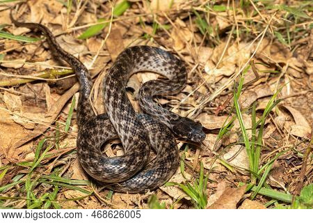 Cat-eyed Snake, Madagascarophis Colubrinus Is A Species Of Snake Of The Family Pseudoxyrhophiidae, N