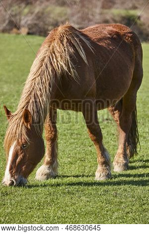 Horse Grazing In A Green Valley. Castilla Y Leon Landscape. Spain