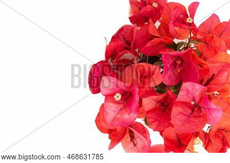 Beautiful Pink Red Bougainvillea Blooming Isolated On White Background. Bright Pink Red Bougainville