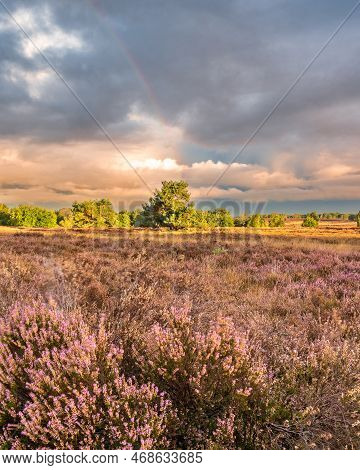 Dramatic Sky Early Morning At The Ermelosche Heide.