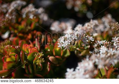 White Flowers Of Jade Plant Pollintated By A Bee. Red Edges Of Green Leaves
