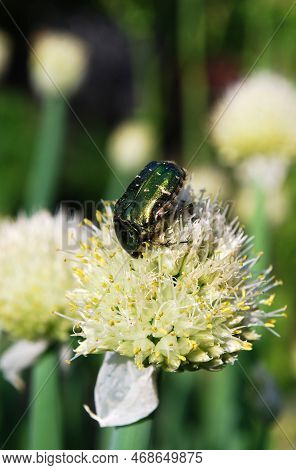 Beetle Bronzovka Collects Pollen On The Inflorescence Of Green Onions