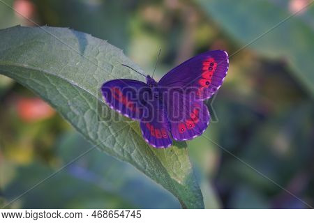 Nigella Ligea, Or Nigella Ligeya, Or Nigella Coffee, Or Brown Satyr Lat. Erebia Ligea Is A Diurnal B