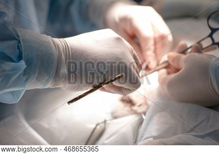 Big Plan. Hands Of A Veterinary Surgeon In Gloves Sew Up A Surgical Incision On The Abdomen Of A Pet