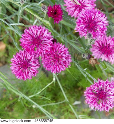 Close Up Of Red Cornflower Flower.  Red Cornflower Herb Or Bachelor Button Flower. Macro Picture Of 