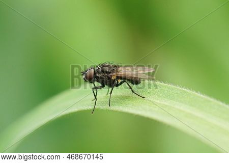 Natural Macro Closeup On A Small Anthomyiidae Fly Species, Sitting On A Grass Straw Against A Green 