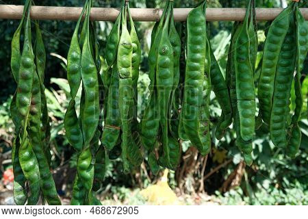 Petai, Pete Or Mlanding Parkia Speciosa Is A Tropical Annual Tree From The Tribe Of Legumes Fabaceae