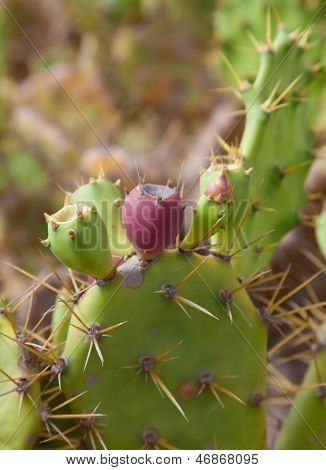 Opuntia Dillenii