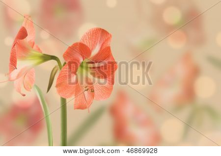 Stor blomma pollinatörer, design