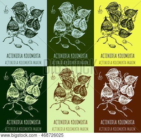 Set Of Drawings Actinidia In Different Colors. Hand Drawn Illustration. Latin Name Actinidia Kolomik