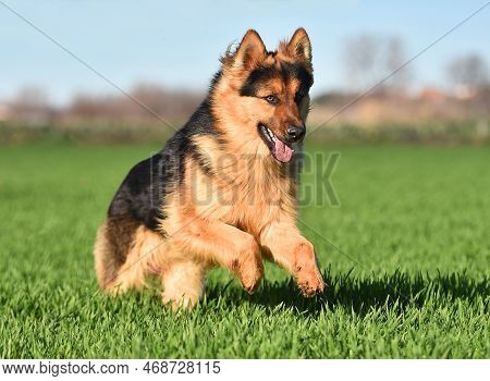A Lovely German Shepherd Dog In A Green Field