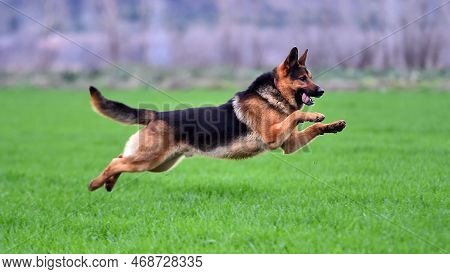 A Lovely German Shepherd Dog In A Green Field