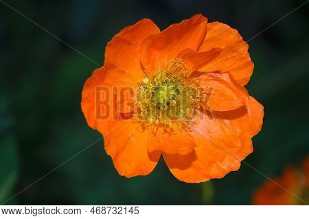 Close Up Of Papaver Nudicaule Garden Gnome In Summer Against Blured Green Background.