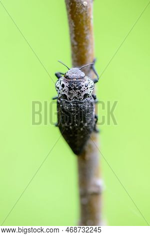 Close-up View Of The Beetle Capnodis Tenebrionis On A Tree