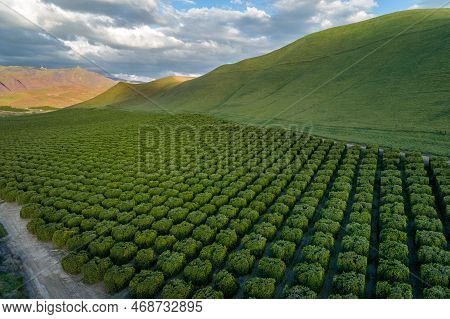 Olive Plantation In Bakersfield, California. Beautiful Sunset Light