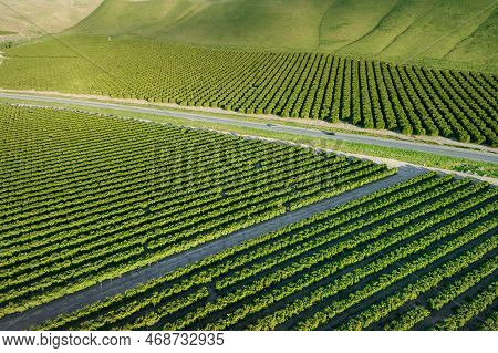 Olive Plantation In Bakersfield, California. Beautiful Sunset Light