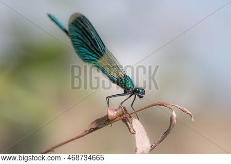 A Dragonfly Is A Flying Insect Belonging To The Order Odonata, Infraorder Anisoptera (from Greek ἄνι