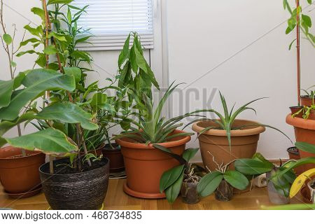 Tropical Paradise In Your Living Room: Indoor Plants For A Lush Home Interior