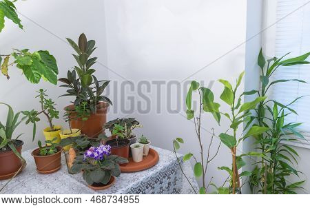 Ficus Elastica And Other Indoor Tropical Plants: A Guide To Adding Beauty And Serenity To Your Home