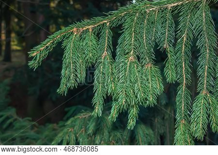 Close-up Of Green Spruce Branch Of Picea Abies Viminalis. Also Known As Norway Spruce Or European Sp